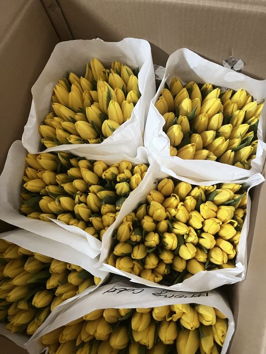 Тюльпаны город Тараз оптом и в розницу