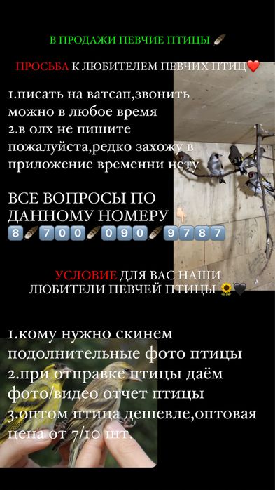 Птицы щеглы