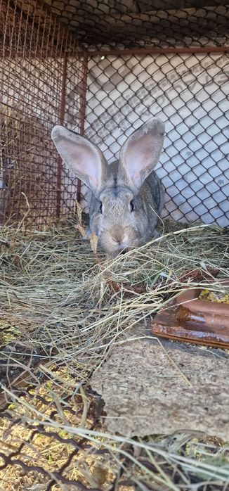 Vand 2 masculi urias german