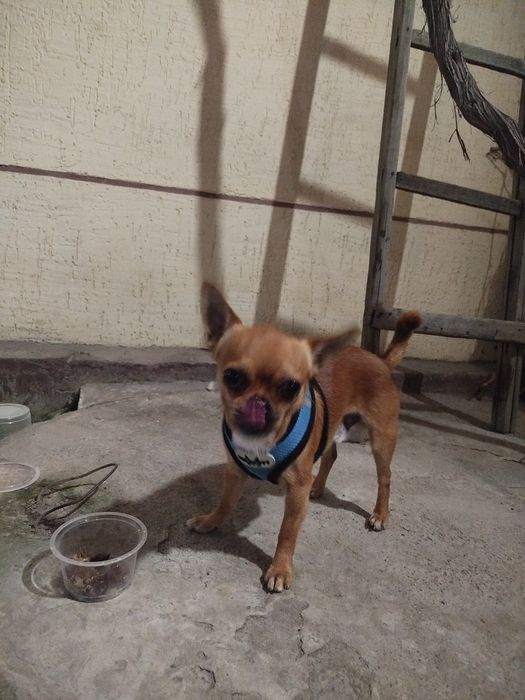 Chihahuva zoti chet eldan kelgan Erkak it