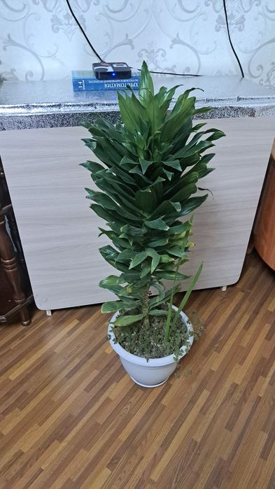 Комнатные  цветы