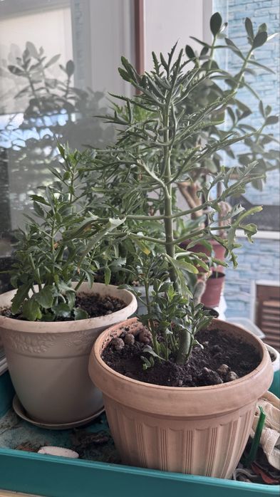 Продам кактусы и алоэ