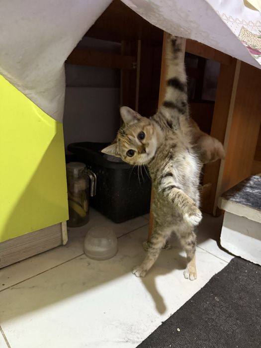 Котята домашние , только девочкиии