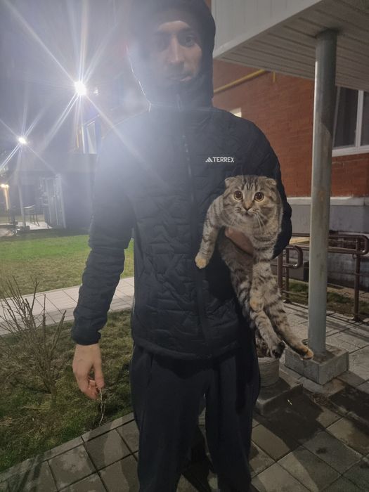 Шотландка вислоухая