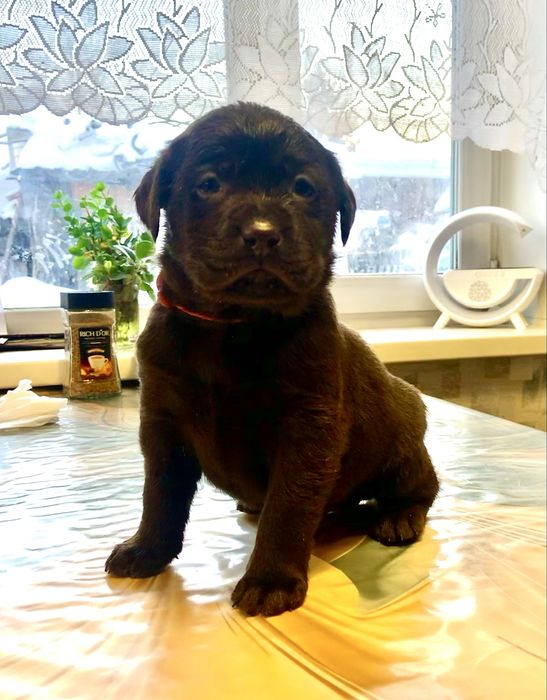 Шенки лабрадора ретривера