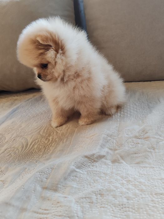 Померан мини померанчета.