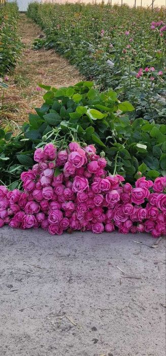 Optom gullar – Misty Bubbles