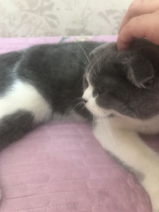 Scottish fold mushuk