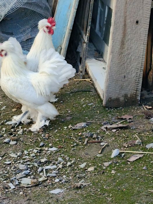 Zotdor yapon xurōzchalar sotiladi