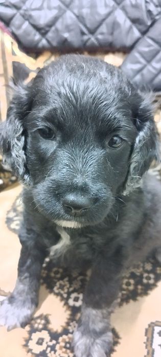 Продою щенят полу такса полу спаниел