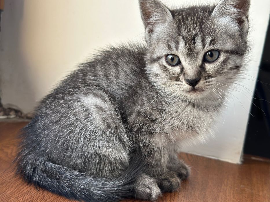 котенки скотиш страйт