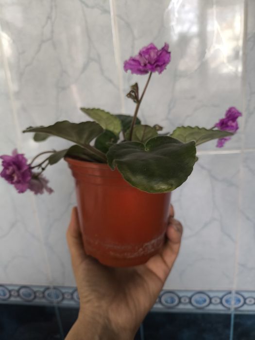 Цветущие фиалки и денежное дерево