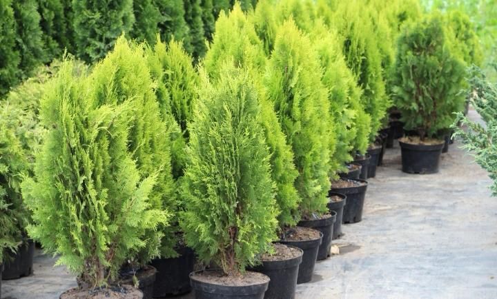 Саженцы / Цветы / Благоустройство