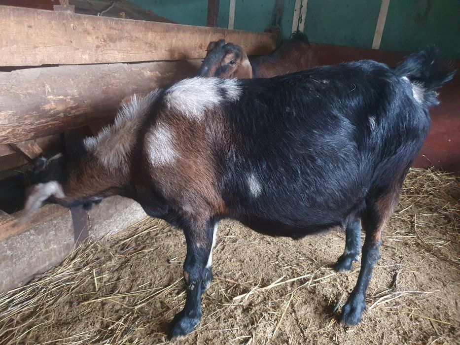 Продаю породистых коз