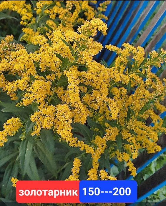 Продам     Цветы