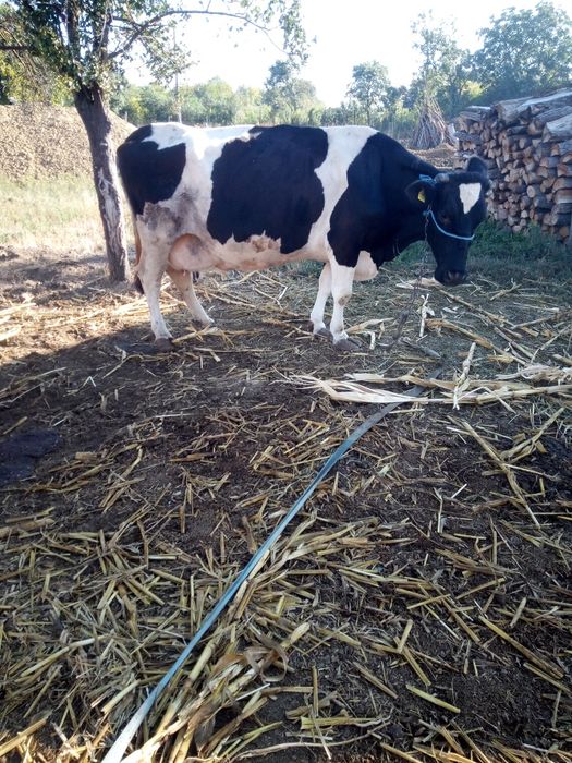 Vaca reforma de vanzare