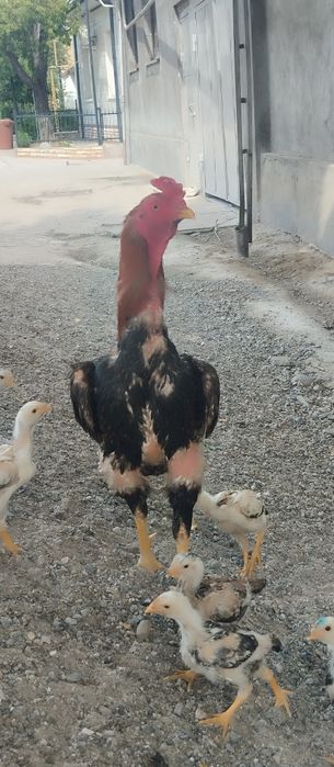 Корея Зот туллаги 2