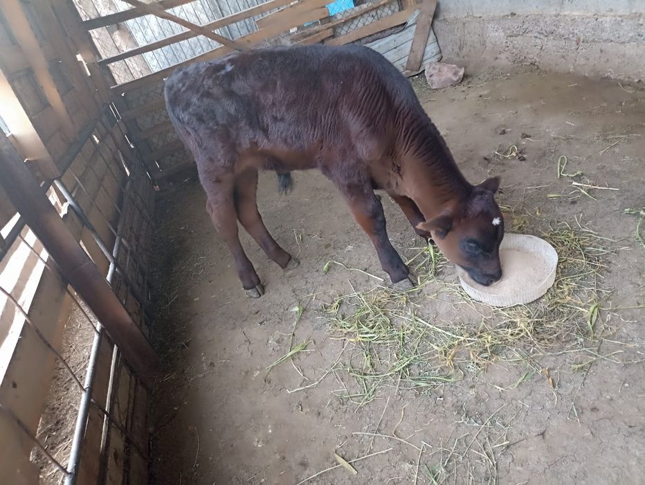 Продам / бұзау сатылады