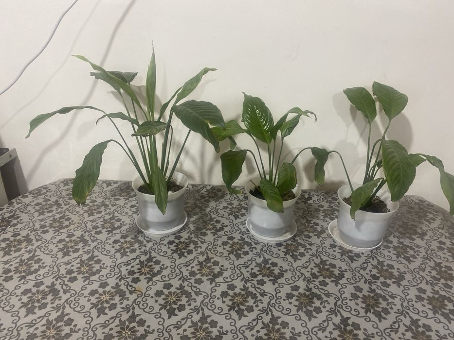 Цветы  домашние