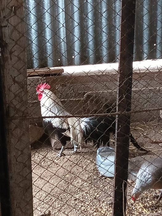 Карликовые куры и петух