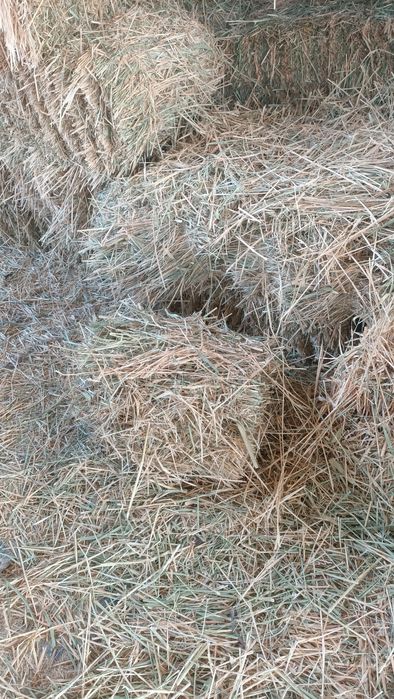 Шоп сатылады  кодра арпа данымен 3-5кг шоп