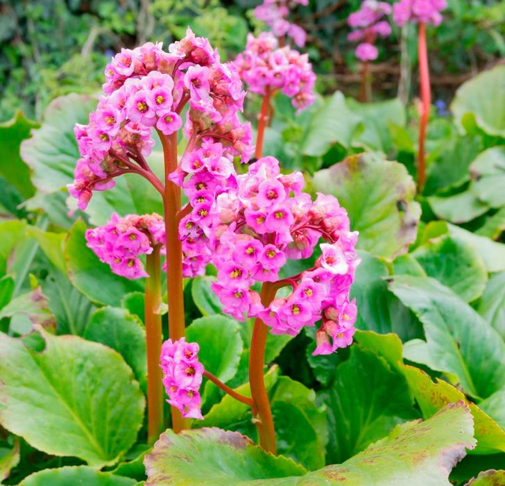 Продам саженцы дерева Катальпа