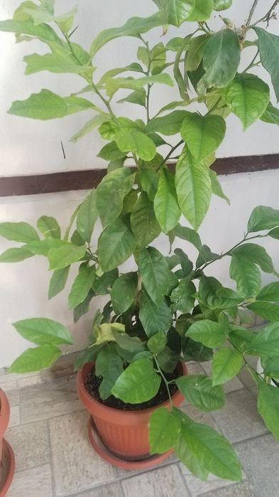 Палми Вашингтония и лимони