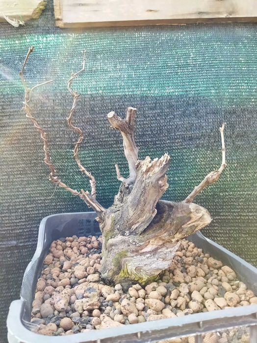 Pre-bonsai vita de vie