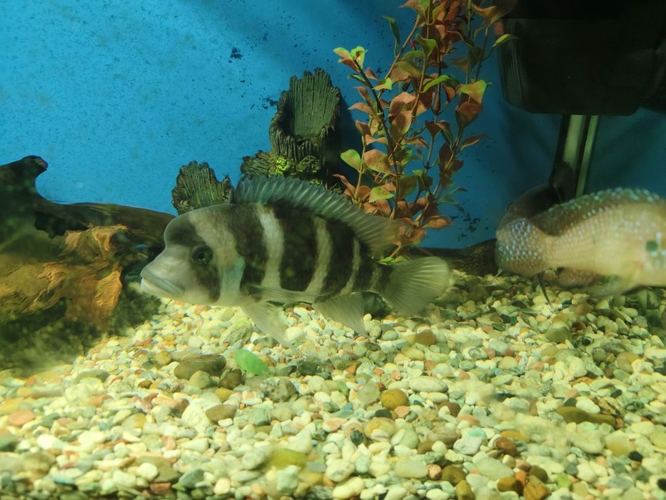 Продам аквариум 350 литров