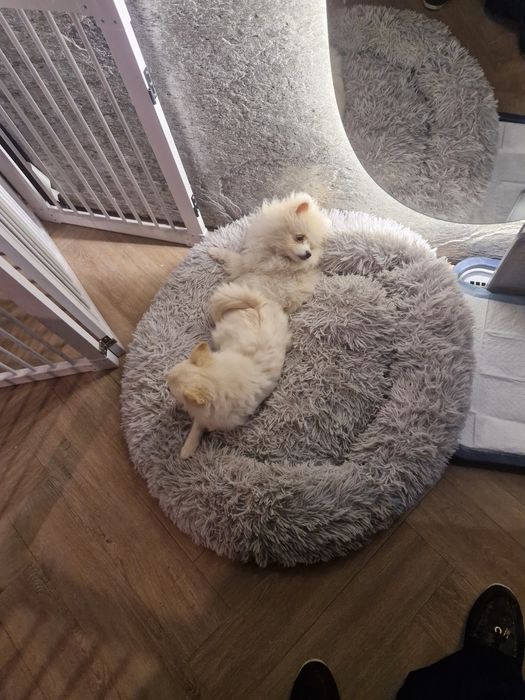 Пропали два щенка  шпиц