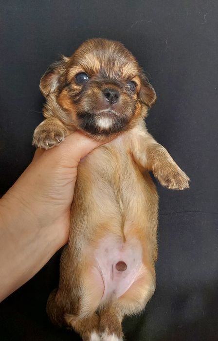 Продаю щенка чихуахуа