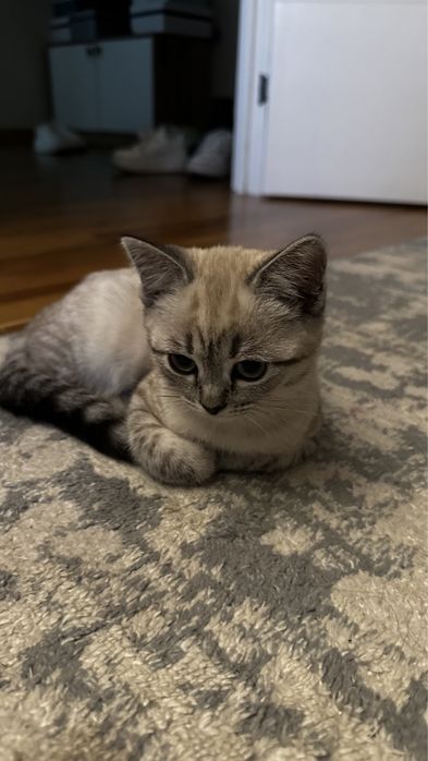 Шотландская вислоухая кошка.