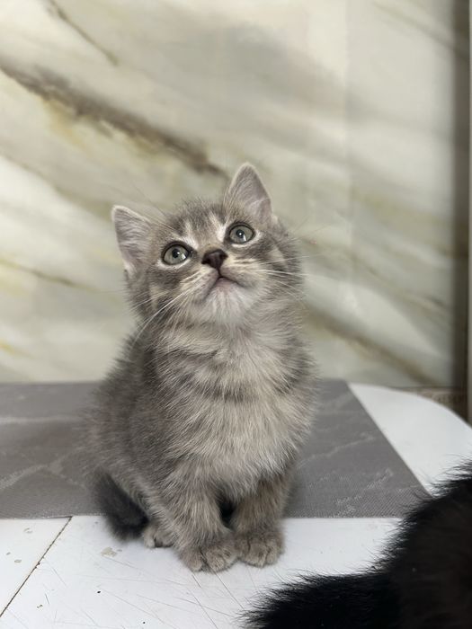 Отдаем котят, в добрые руки