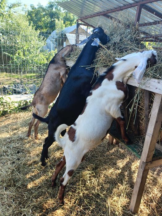 Vând Țapi Anglonubieni in vârsta de 3 luni și jumătate. Preț 1200 lei