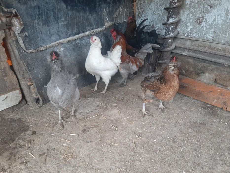 Продавам пилета Амераукана 16дневни