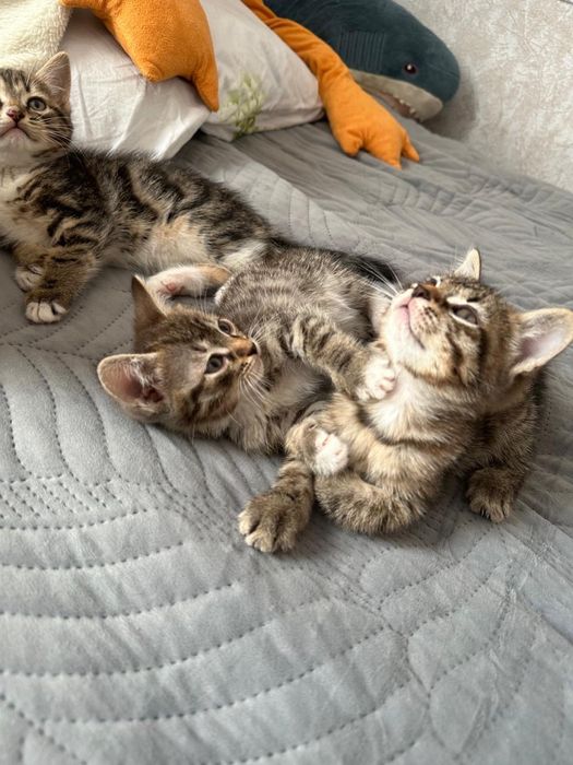 2 котика, британцы