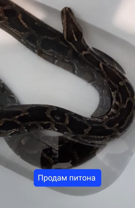 Самка  тигрового питона