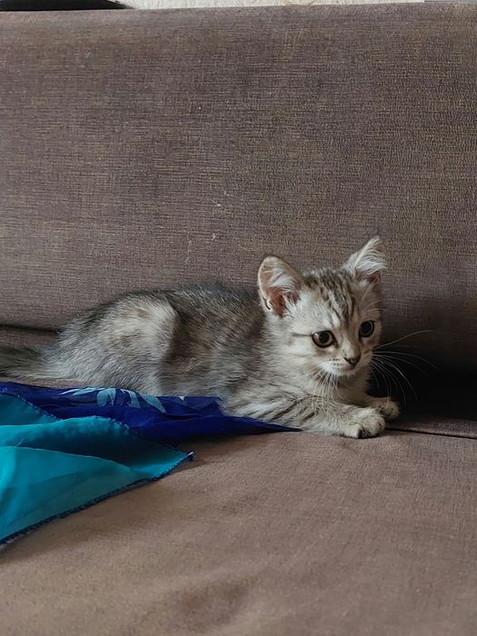 Отдам котенка в добрые руки