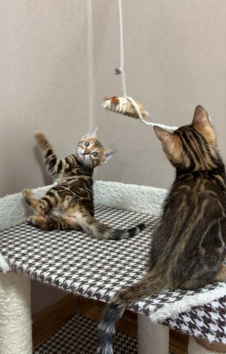 Бенгальские котята