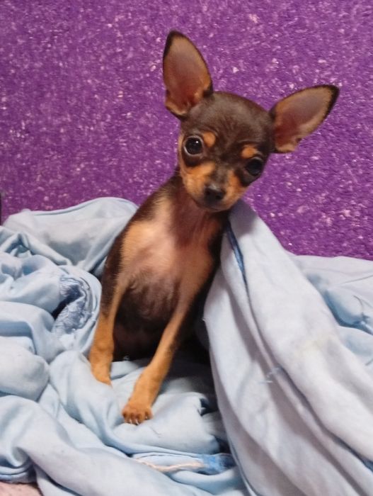 Той терьер продается