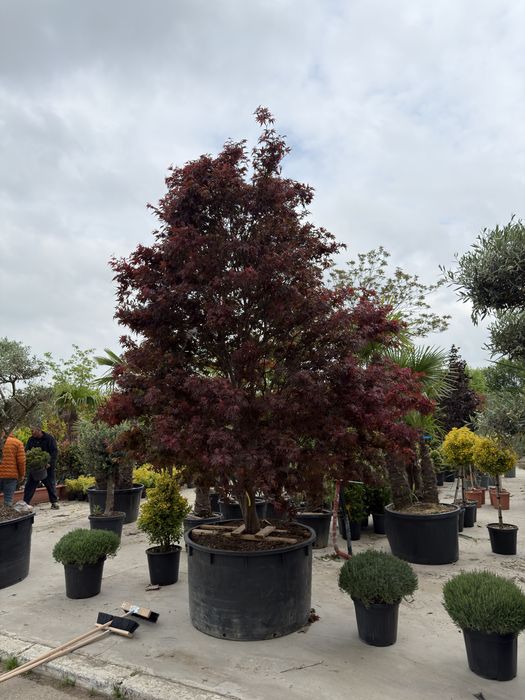 Artar japonez Acer palmatum 100 400 cm de la 499 lei