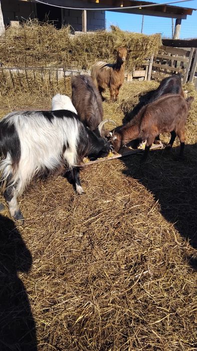 De vanzare 2 capre si 4 iede de un an