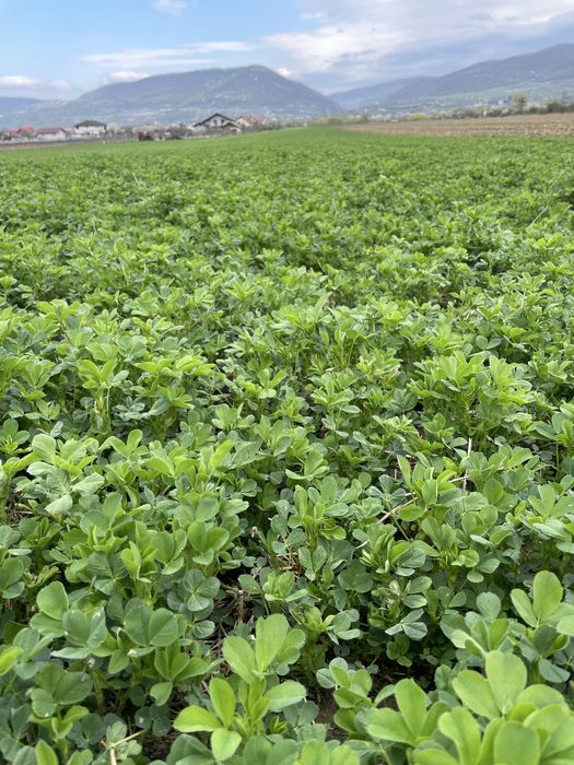 Vand balotii lucerna infoliata 2026