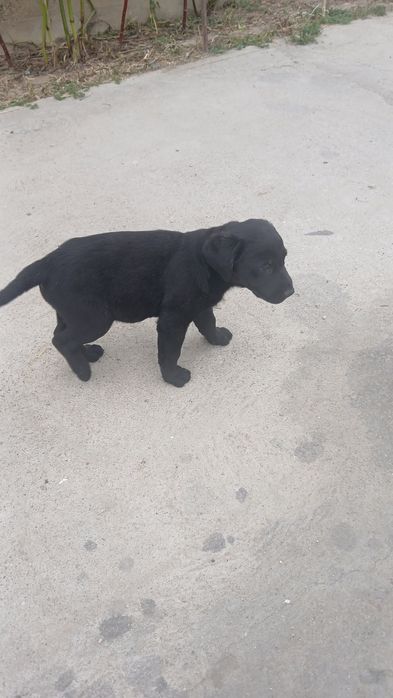 Donez  Catel labrador rettriever