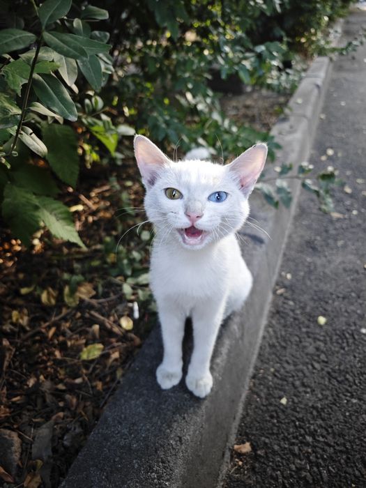 Котики без оплаты