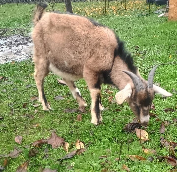vand metis Anglo-Nubian-Alpin Francez