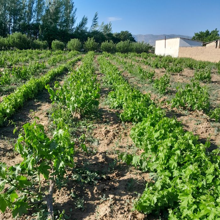 Gigant tok ko‘chatlari sotiladi