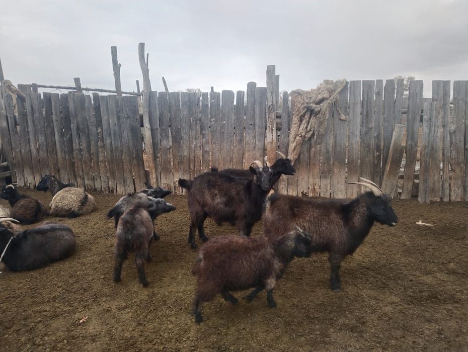 Продаются козы!!!