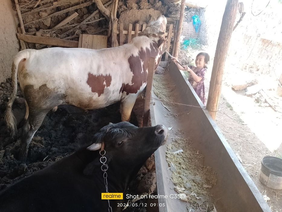 Чорва моллари сотилади тирик ва гўшт вазнида