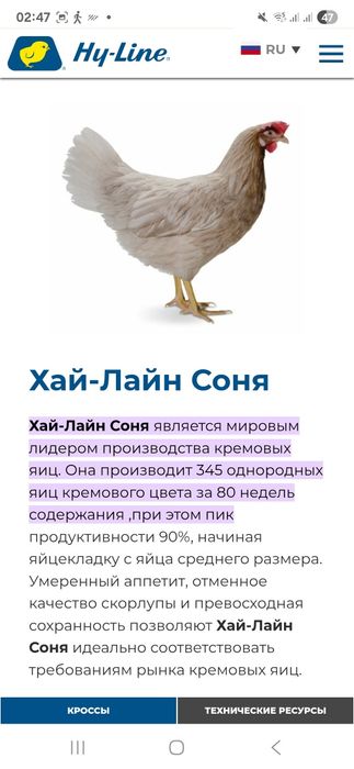 Хаммаси 100 % товук чикади Цыплята курочки несушки